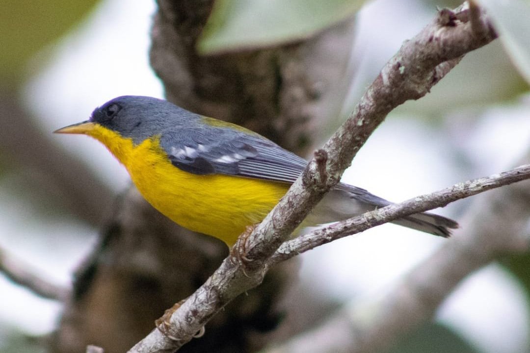 passarinhar_1_fabricio_vilela