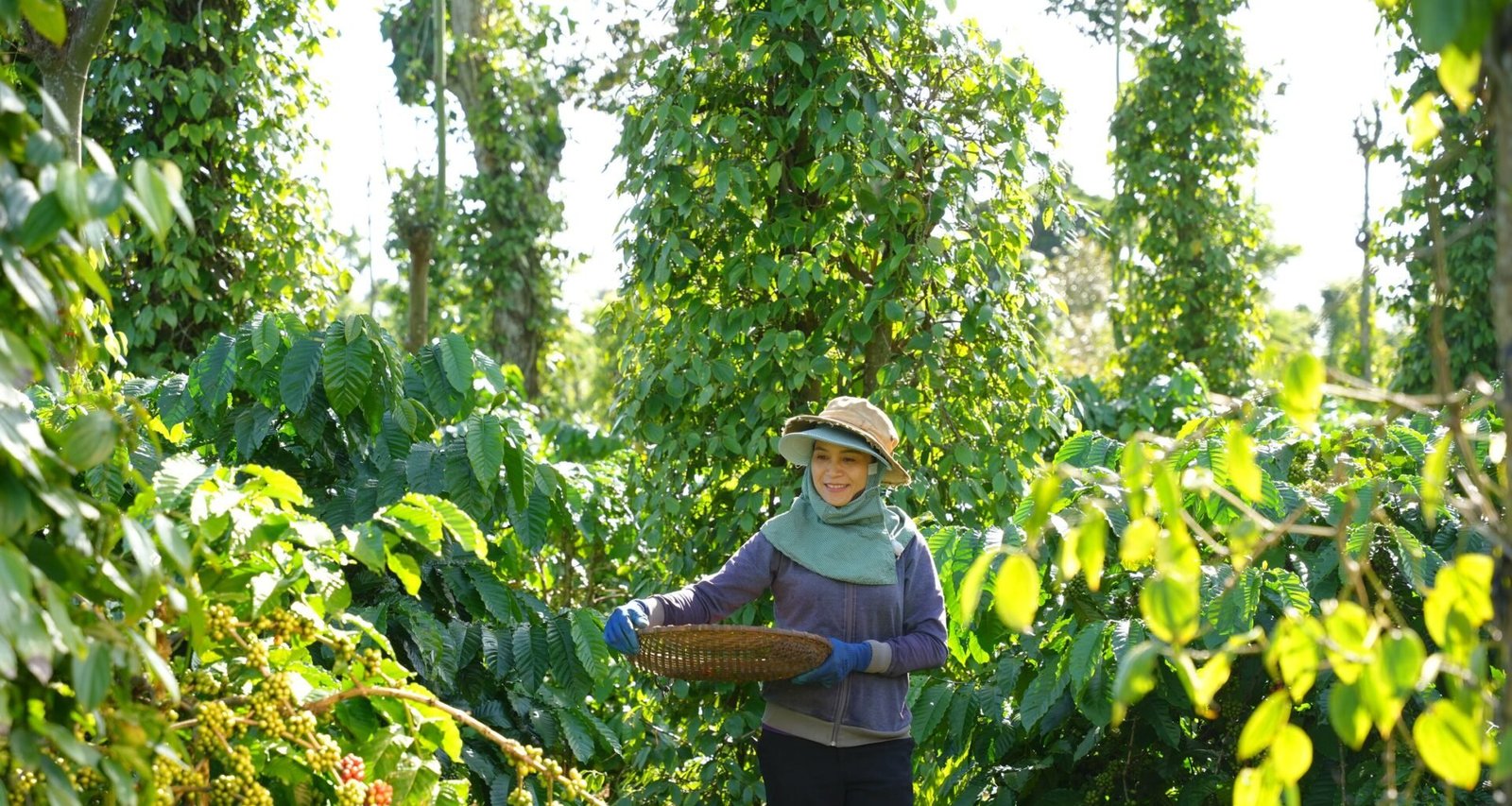 Imagem destacada - Startups de agtech e foodtech recebem novos aportes; BSF capta R$106 milhões para carne e couro cultivados
