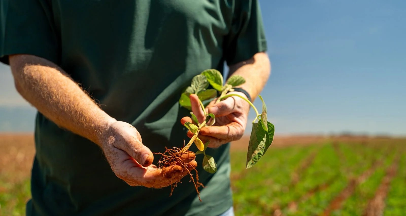 Imagem destacada - Vendas travadas mantêm mercado de soja praticamente parado no país