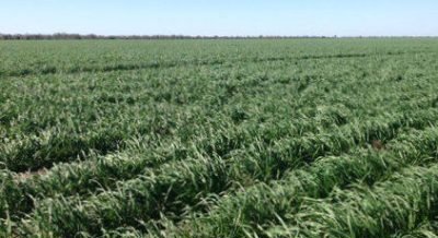 Imagem destacada - Produtor Malcolm Harris compra áreas da AFA em Coonamble por cerca de R$700 milhões