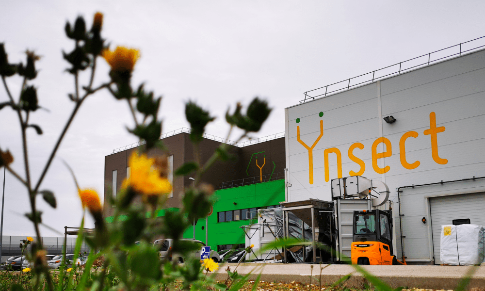 Imagem destacada - Justiça francesa decreta liquidação da Ÿnsect, pioneira na produção de proteína de insetos