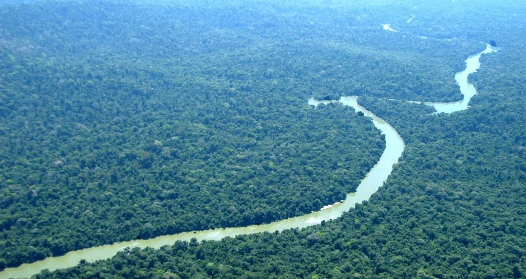 Imagem destacada - Povos amazônicos domesticavam mandioca, cacau, tabaco e açaí há 13 mil anos, revela estudo