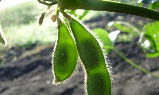 Imagem destacada - Venda lenta de soja expõe produtor ao risco de preços mais baixos em 2024, alerta analista