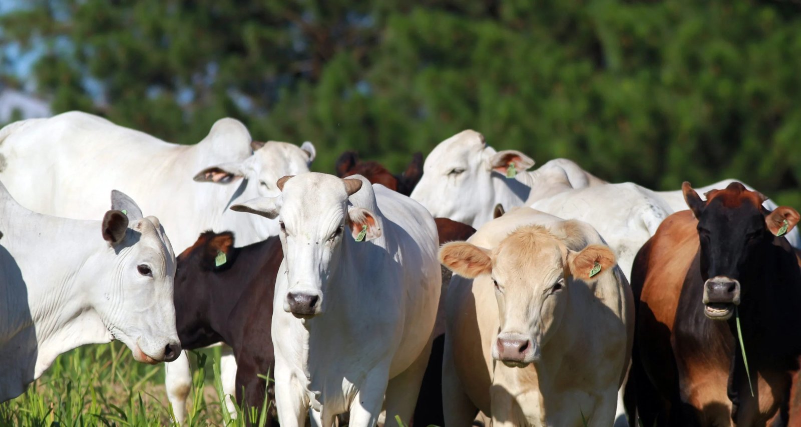 Imagem destacada - Arroba do boi gordo abre semana estável, mas com expectativa de alta, dizem analistas