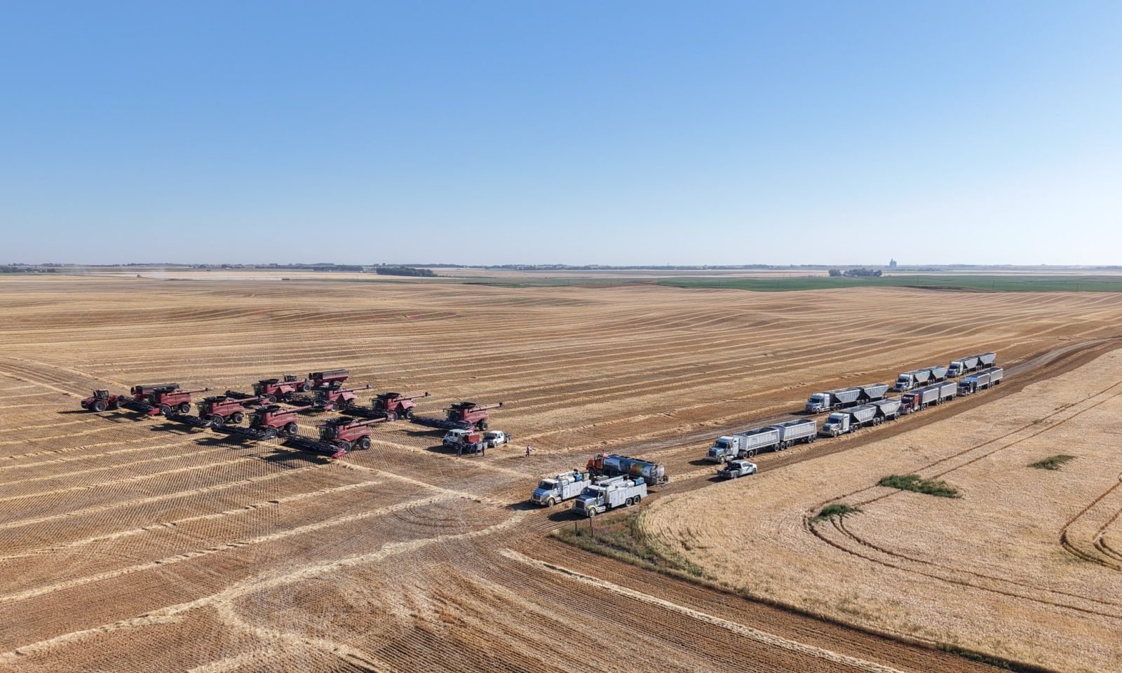 Imagem destacada - Canadá confirma safra recorde de trigo e canola na temporada 2025/26