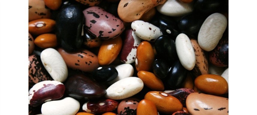 Imagem destacada - Paraná inicia colheita e projeta queda na safra de feijão