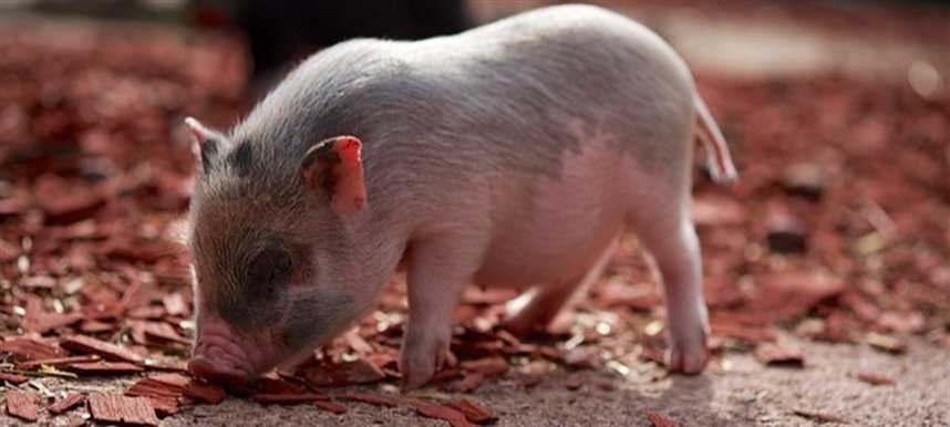 Imagem destacada - Chile amplia importações e Paraná exporta 346 toneladas de carne suína em novembro