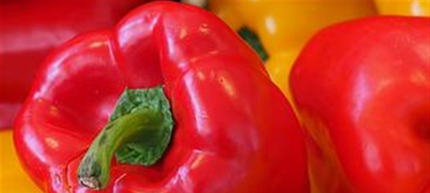 Pimentões em estágio de colheita dentro de estufa na região de Lajeado.