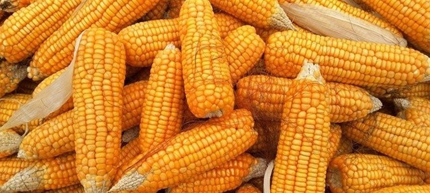 Imagem destacada - Calor acelera colheita de milho-verde em Lajeado, mas estiagem compromete qualidade