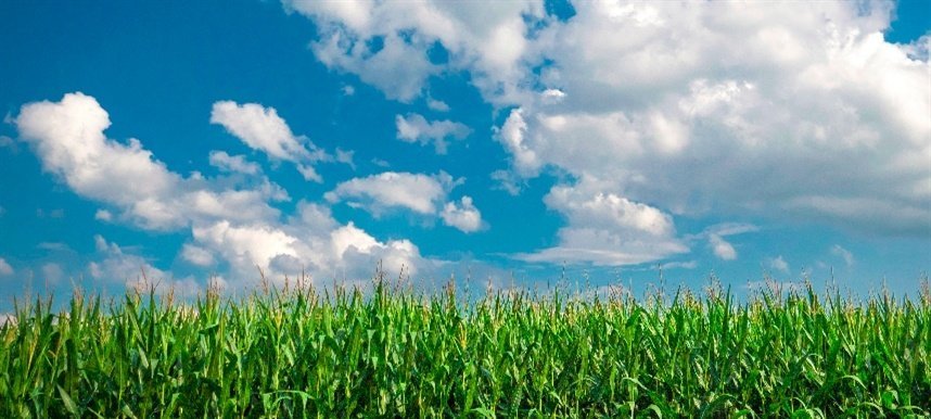 Imagem destacada - Mistura de herbicidas elimina invasoras e eleva colheita do milho em Palotina