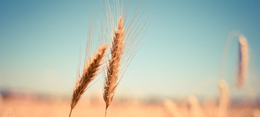 Imagem destacada - Oferta global recorde derruba preços do trigo no mercado internacional
