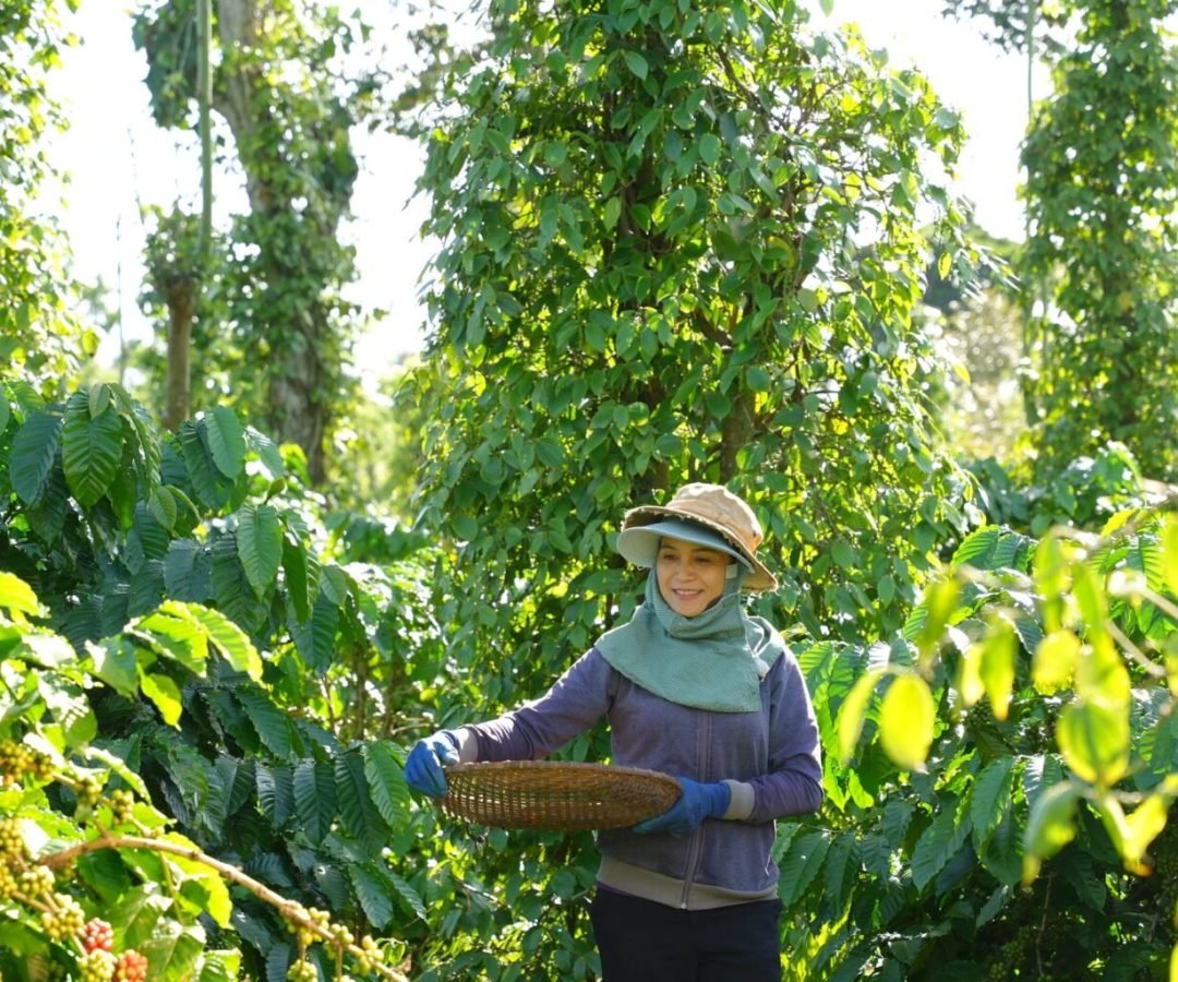 Imagem destacada - Startups de agtech e foodtech recebem novos aportes; BSF capta R$106 milhões para carne e couro cultivados