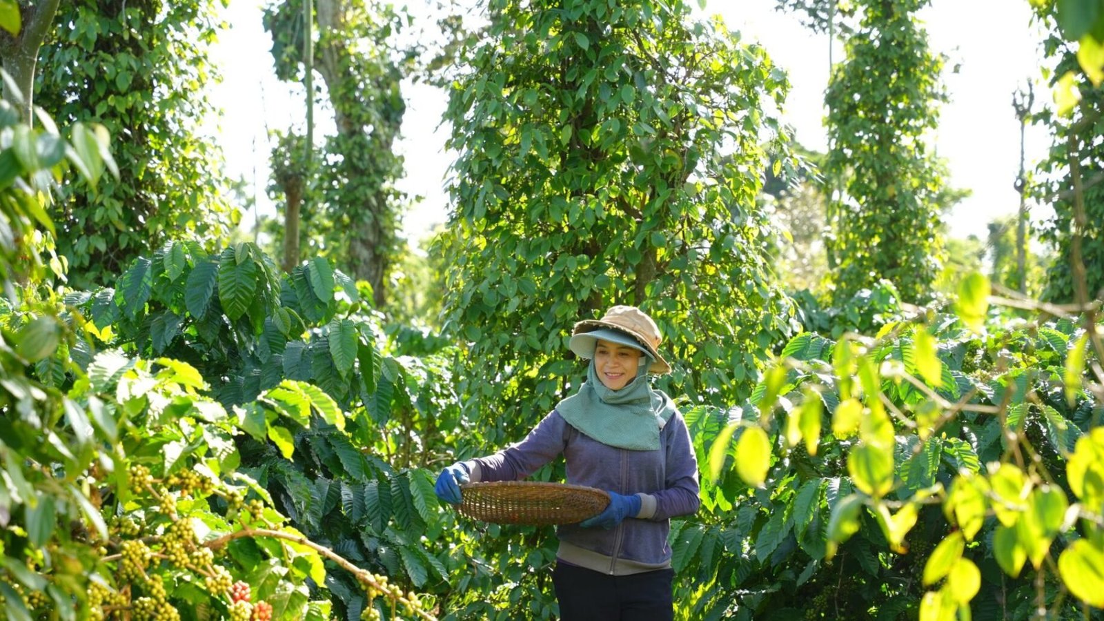 Imagem destacada - Startups de agtech e foodtech recebem novos aportes; BSF capta R$106 milhões para carne e couro cultivados