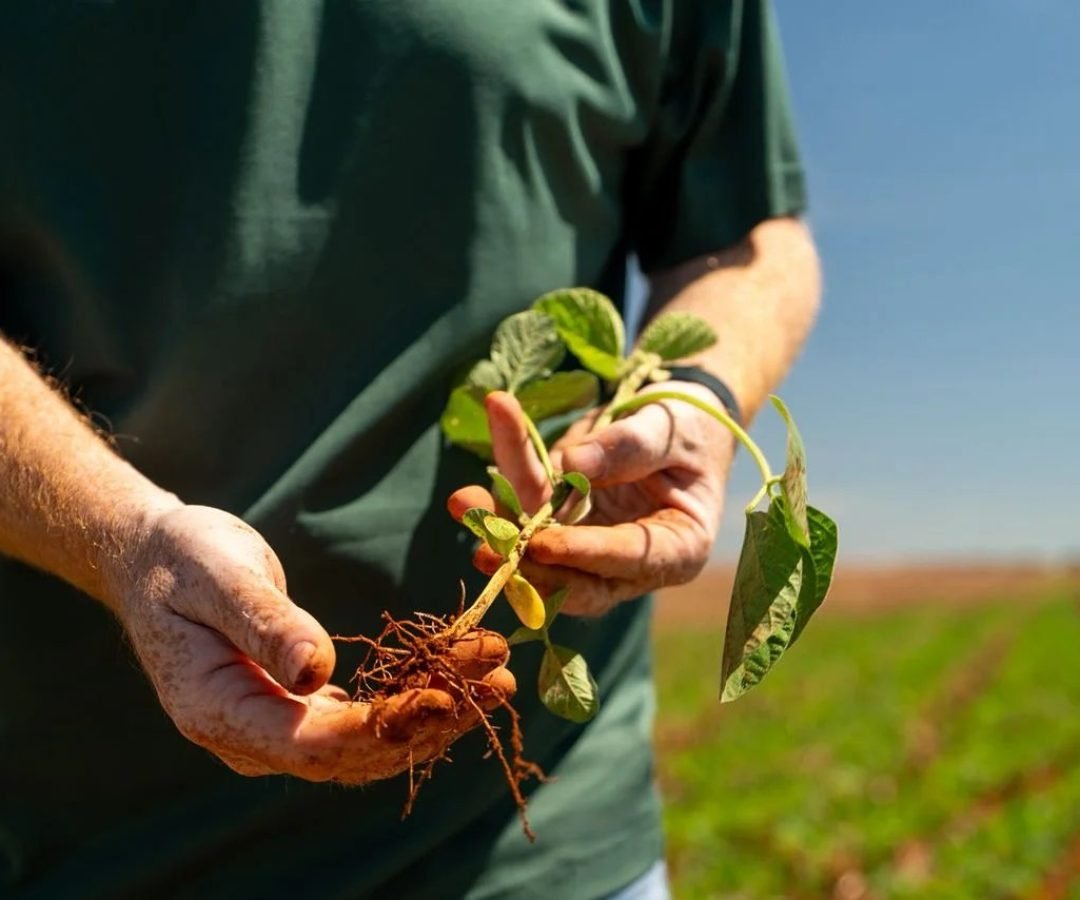 Imagem destacada - Vendas travadas mantêm mercado de soja praticamente parado no país