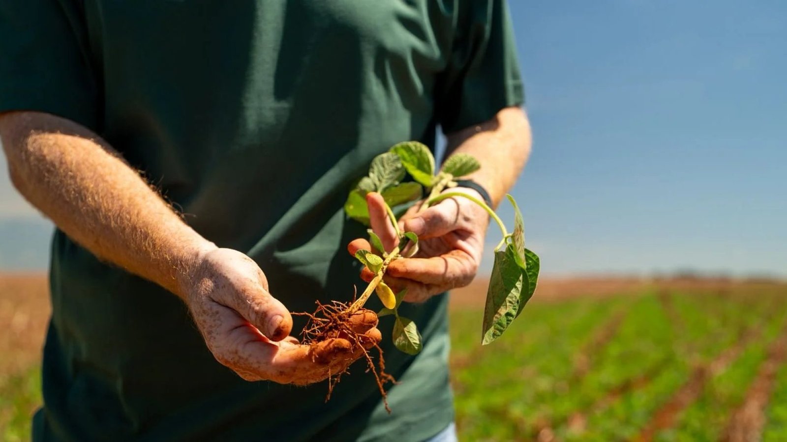 Imagem destacada - Vendas travadas mantêm mercado de soja praticamente parado no país
