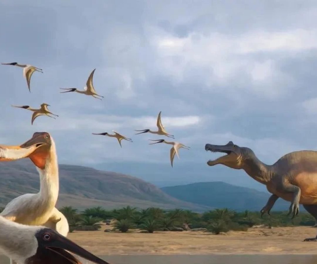 Imagem destacada - Vômito fossilizado revela Bakiribu waridza, primeiro pterossauro filtrador dos trópicos