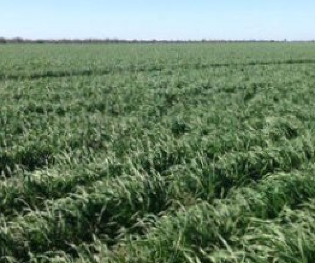 Imagem destacada - Produtor Malcolm Harris compra áreas da AFA em Coonamble por cerca de R$700 milhões