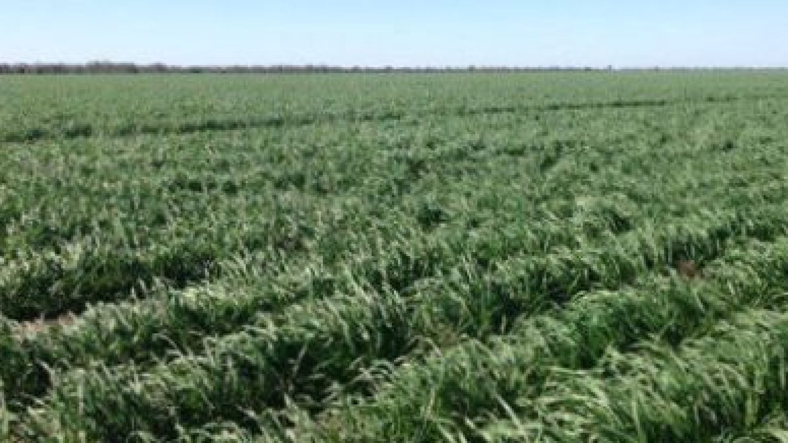 Imagem destacada - Produtor Malcolm Harris compra áreas da AFA em Coonamble por cerca de R$700 milhões