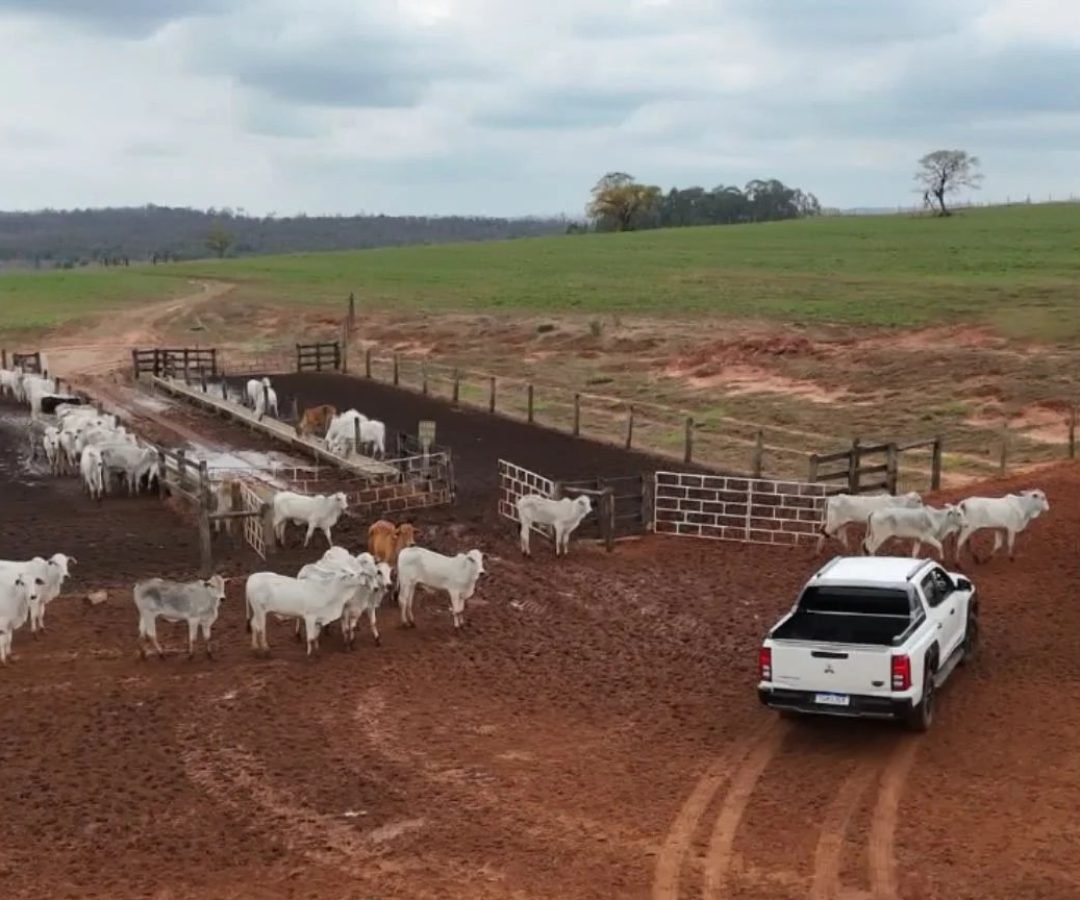 Imagem destacada - Família de Oriente (SP) transforma sonho em referência de carne premium