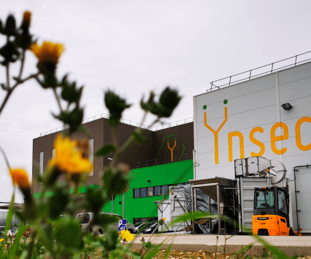 Imagem destacada - Justiça francesa decreta liquidação da Ÿnsect, pioneira na produção de proteína de insetos