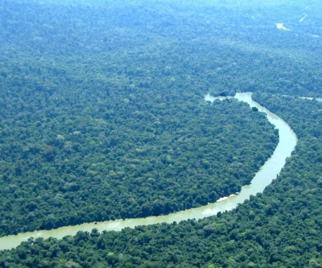 Imagem destacada - Povos amazônicos domesticavam mandioca, cacau, tabaco e açaí há 13 mil anos, revela estudo