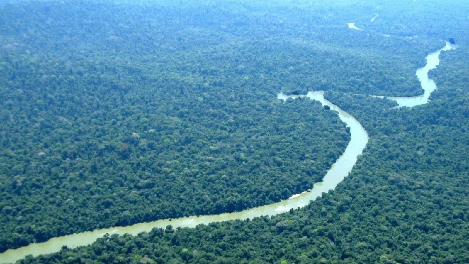 Imagem destacada - Povos amazônicos domesticavam mandioca, cacau, tabaco e açaí há 13 mil anos, revela estudo