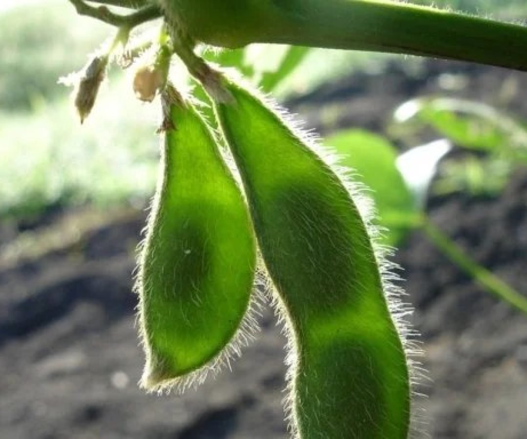 Imagem destacada - Venda lenta de soja expõe produtor ao risco de preços mais baixos em 2024, alerta analista