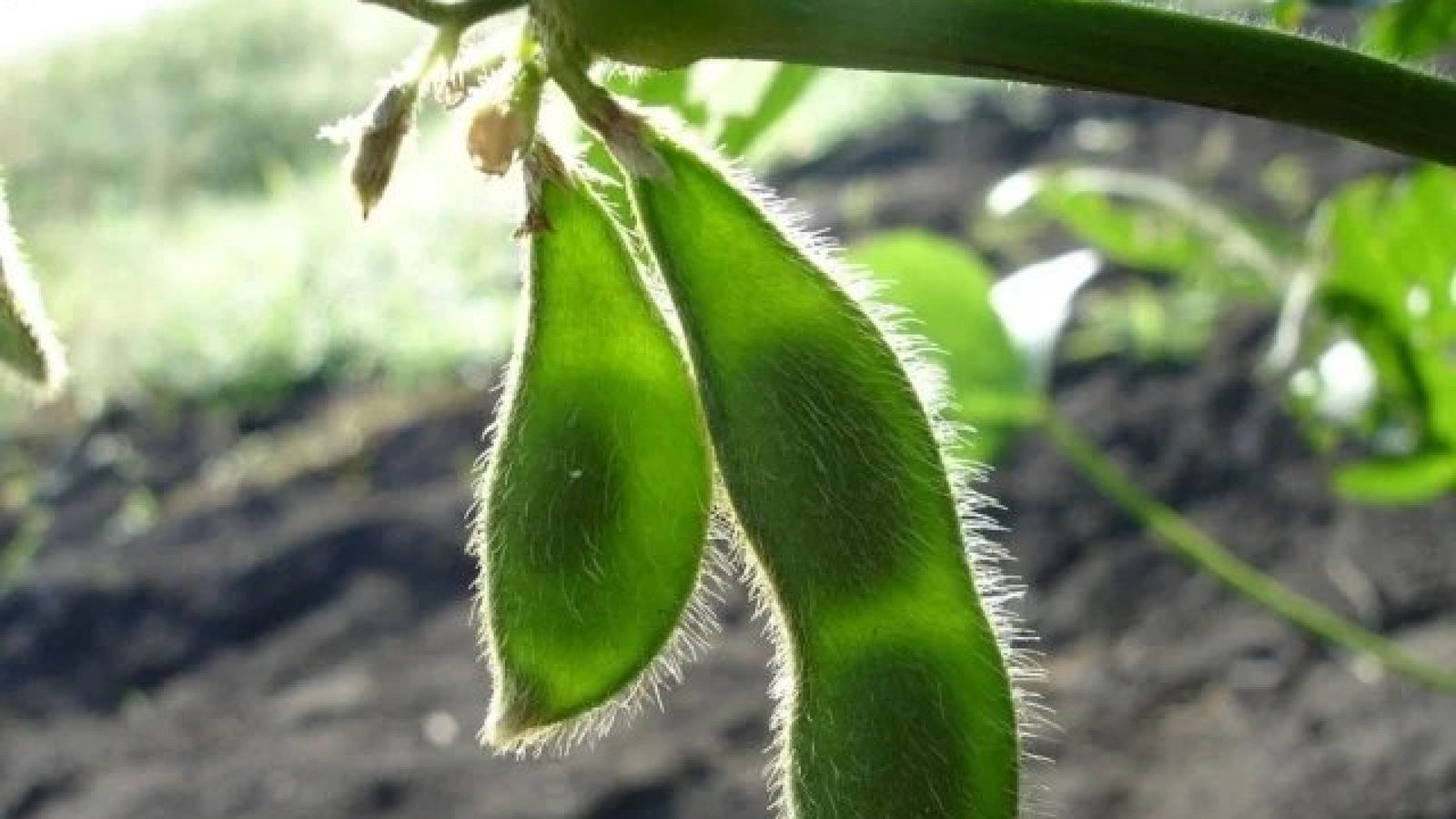 Imagem destacada - Venda lenta de soja expõe produtor ao risco de preços mais baixos em 2024, alerta analista