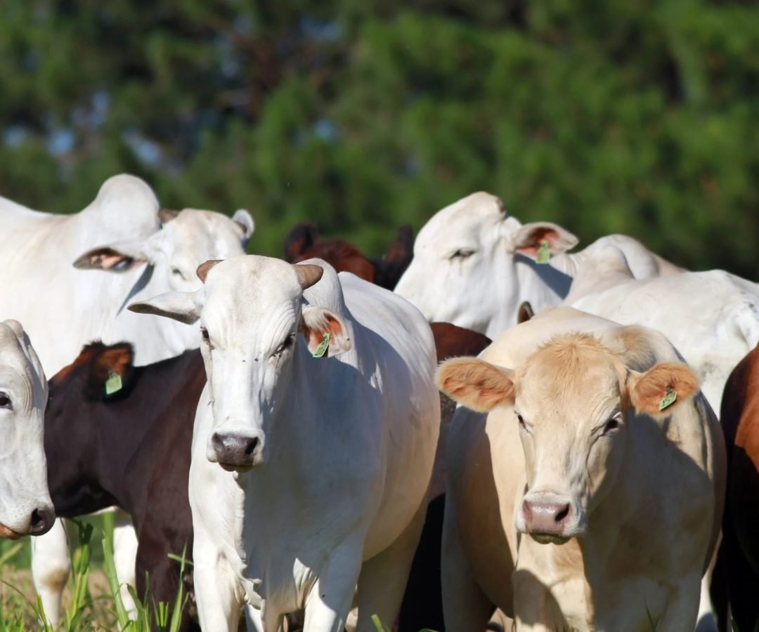Imagem destacada - Arroba do boi gordo abre semana estável, mas com expectativa de alta, dizem analistas