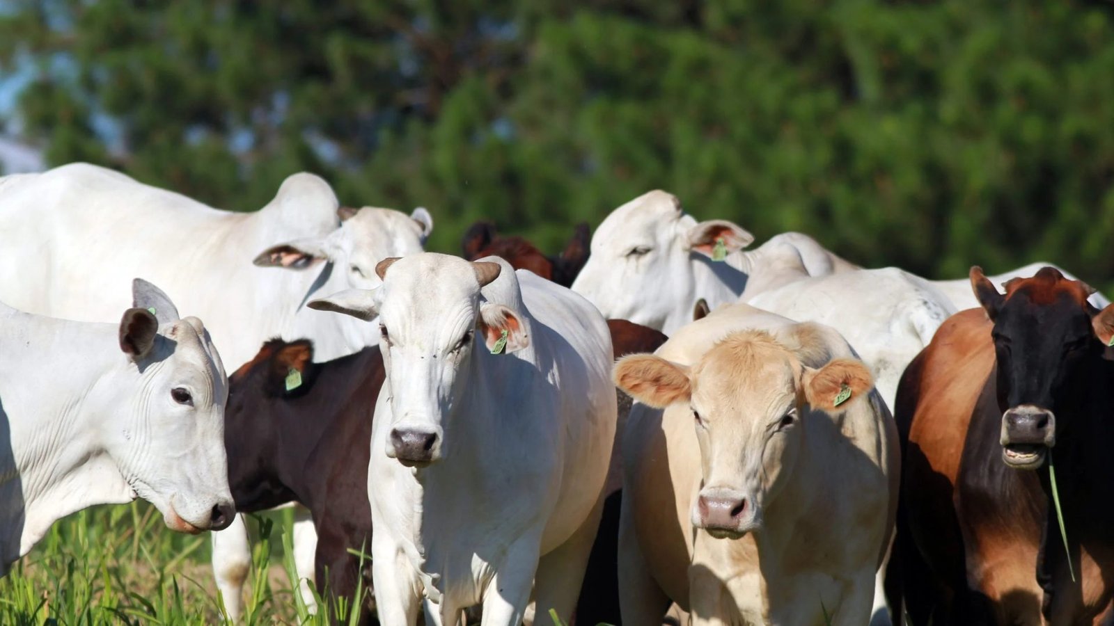 Imagem destacada - Arroba do boi gordo abre semana estável, mas com expectativa de alta, dizem analistas
