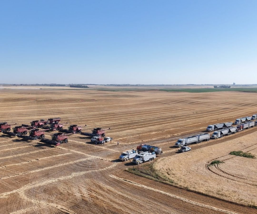 Imagem destacada - Canadá confirma safra recorde de trigo e canola na temporada 2025/26