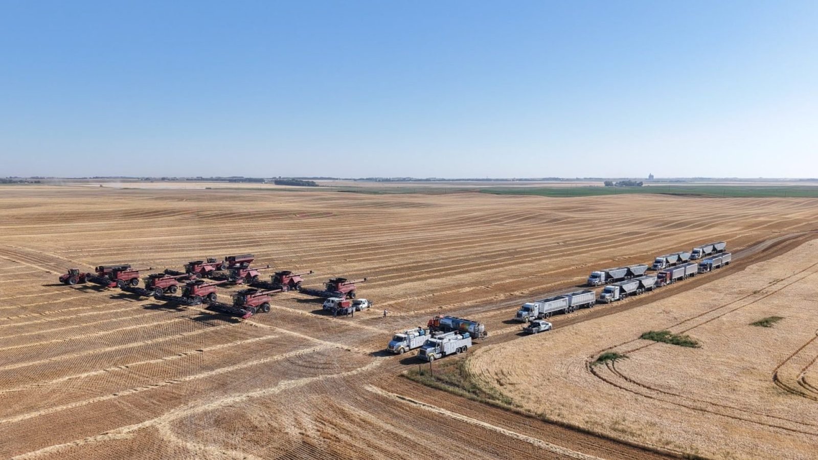 Imagem destacada - Canadá confirma safra recorde de trigo e canola na temporada 2025/26