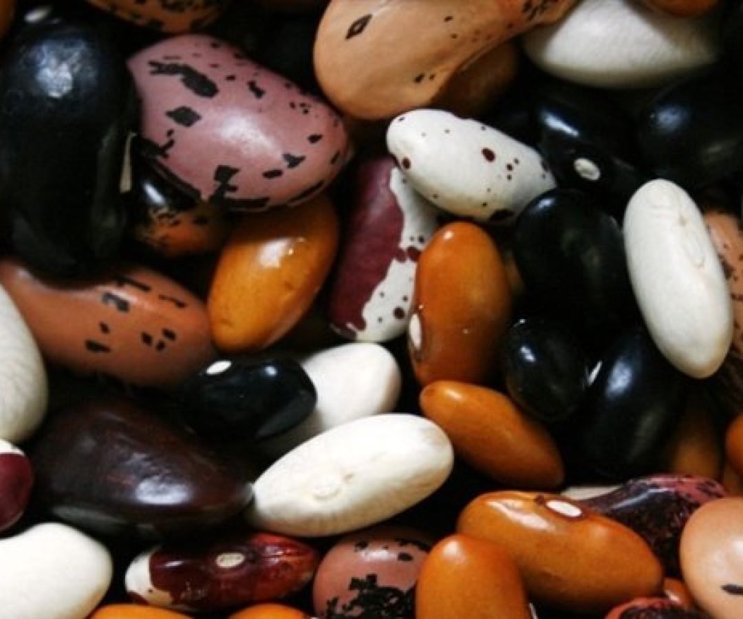 Imagem destacada - Paraná inicia colheita e projeta queda na safra de feijão