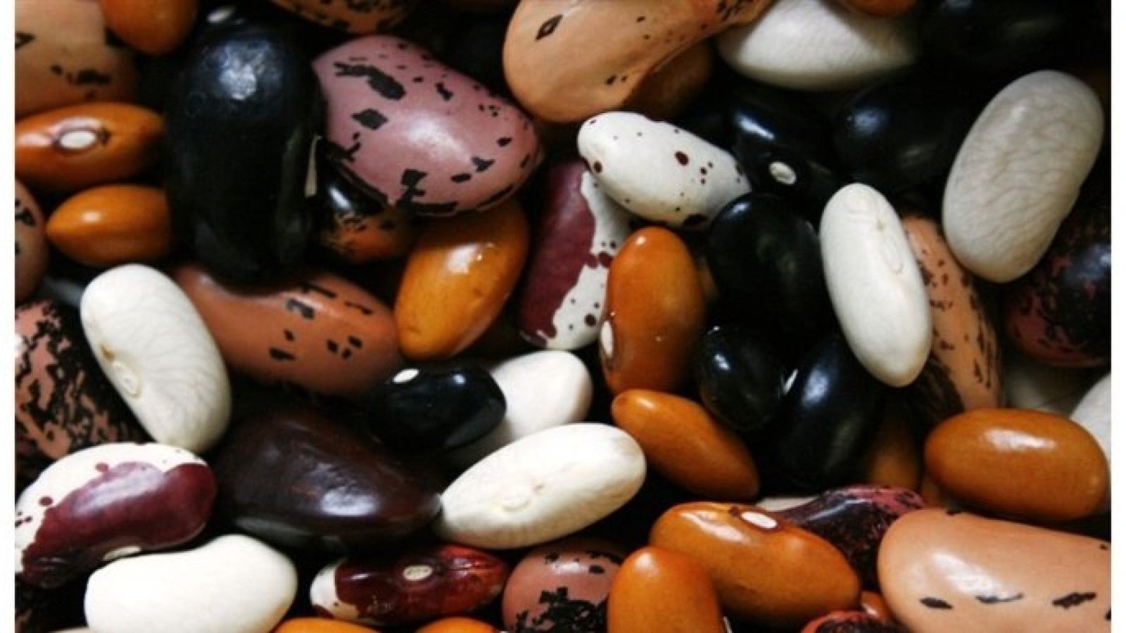 Imagem destacada - Paraná inicia colheita e projeta queda na safra de feijão