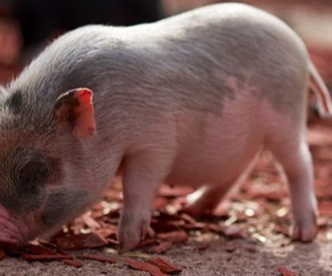 Imagem destacada - Chile amplia importações e Paraná exporta 346 toneladas de carne suína em novembro