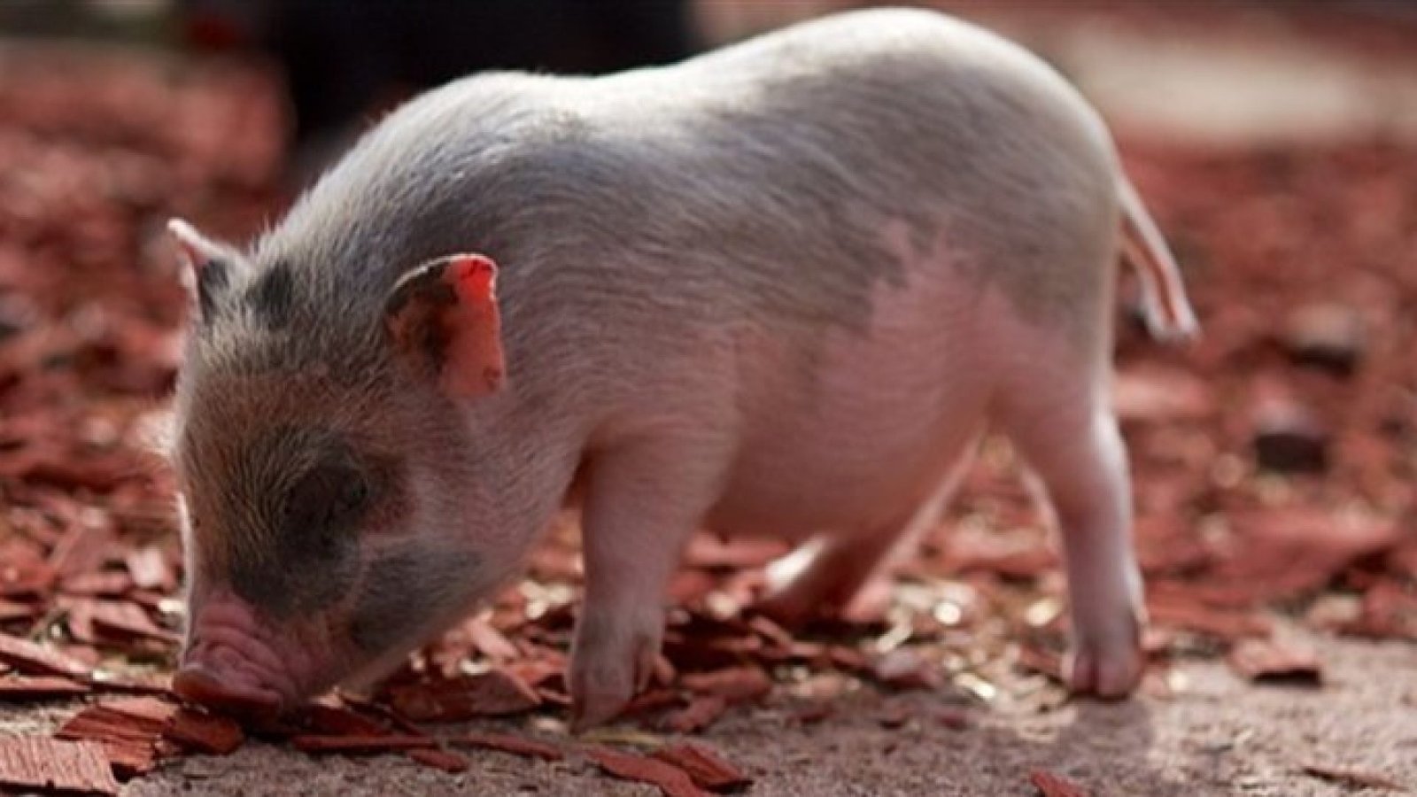 Imagem destacada - Chile amplia importações e Paraná exporta 346 toneladas de carne suína em novembro