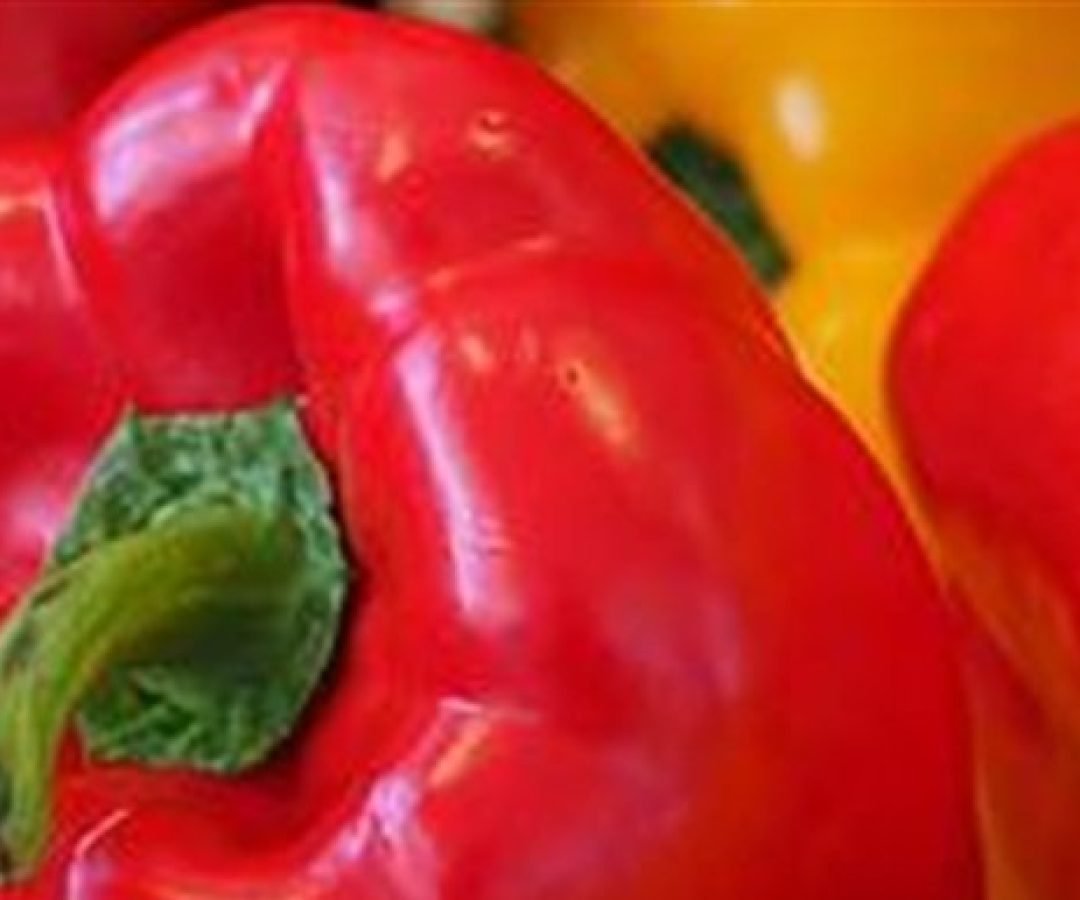 Pimentões em estágio de colheita dentro de estufa na região de Lajeado.