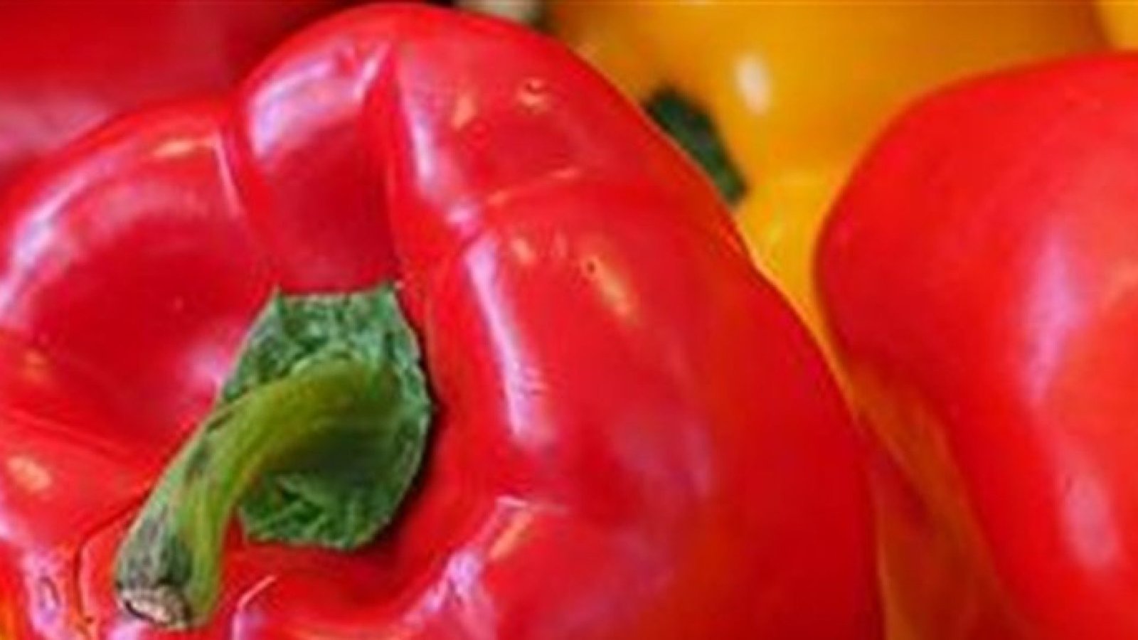 Pimentões em estágio de colheita dentro de estufa na região de Lajeado.