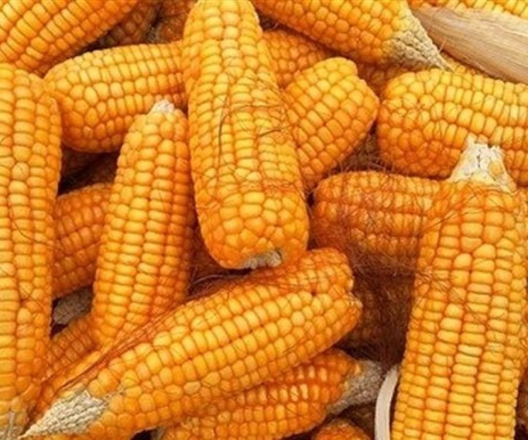 Imagem destacada - Calor acelera colheita de milho-verde em Lajeado, mas estiagem compromete qualidade