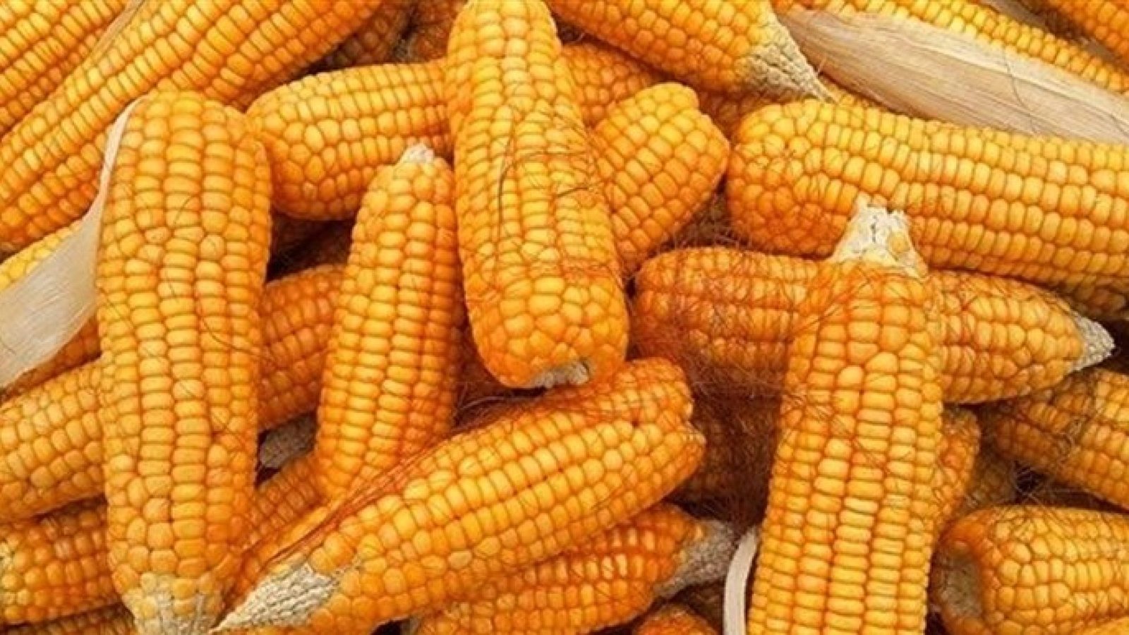 Imagem destacada - Calor acelera colheita de milho-verde em Lajeado, mas estiagem compromete qualidade