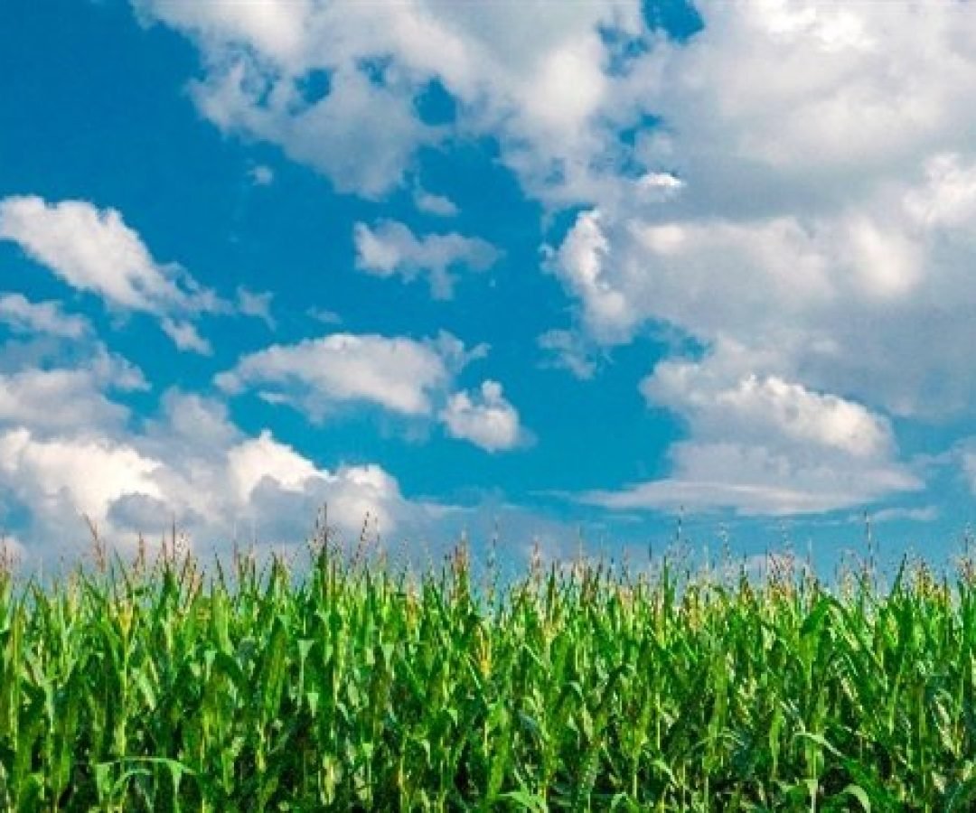 Imagem destacada - Mistura de herbicidas elimina invasoras e eleva colheita do milho em Palotina