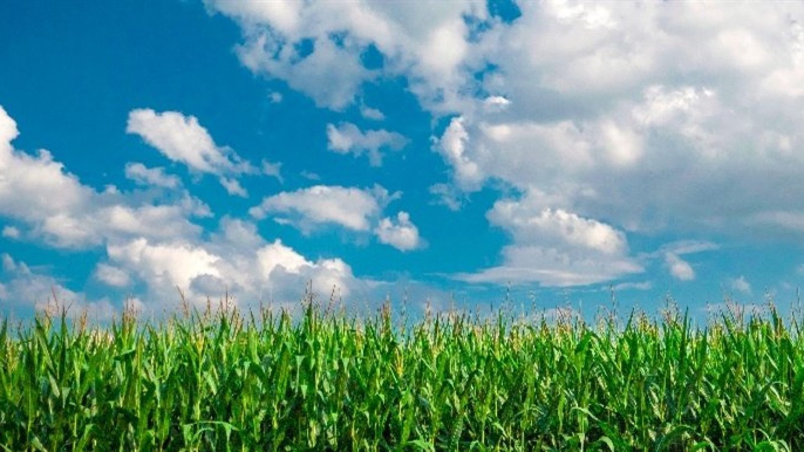Imagem destacada - Mistura de herbicidas elimina invasoras e eleva colheita do milho em Palotina