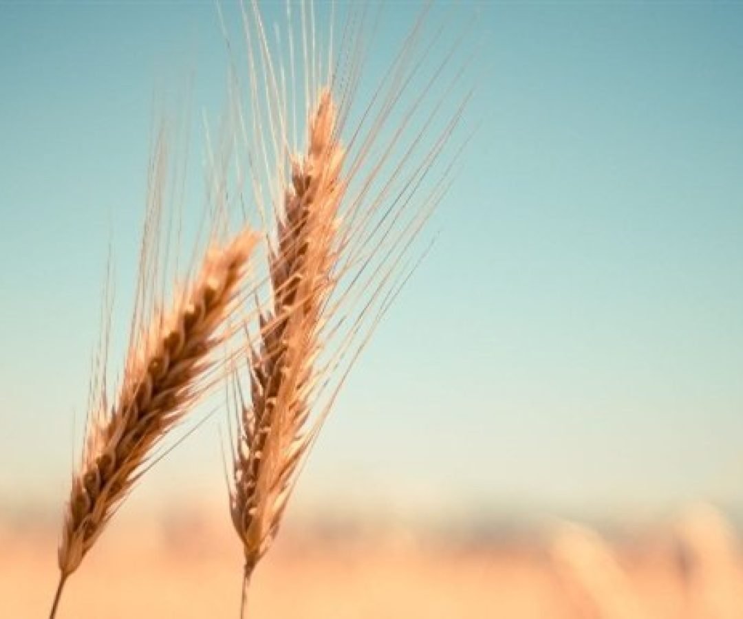 Imagem destacada - Oferta global recorde derruba preços do trigo no mercado internacional