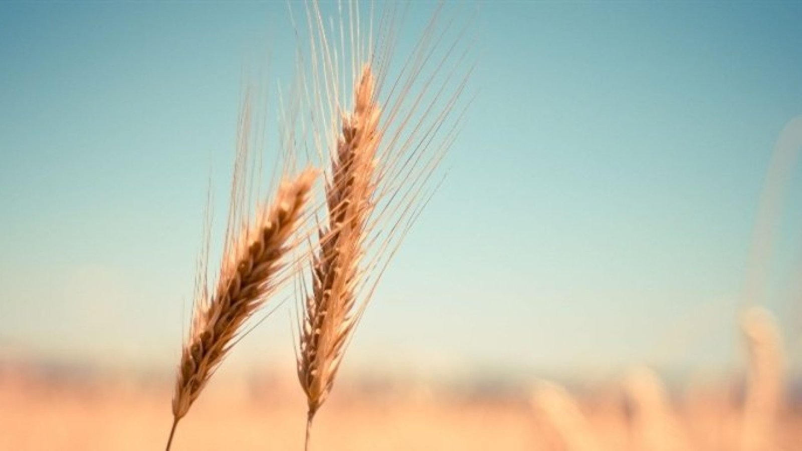 Imagem destacada - Oferta global recorde derruba preços do trigo no mercado internacional