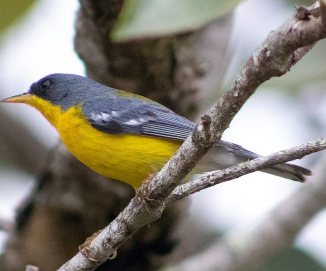 passarinhar_1_fabricio_vilela