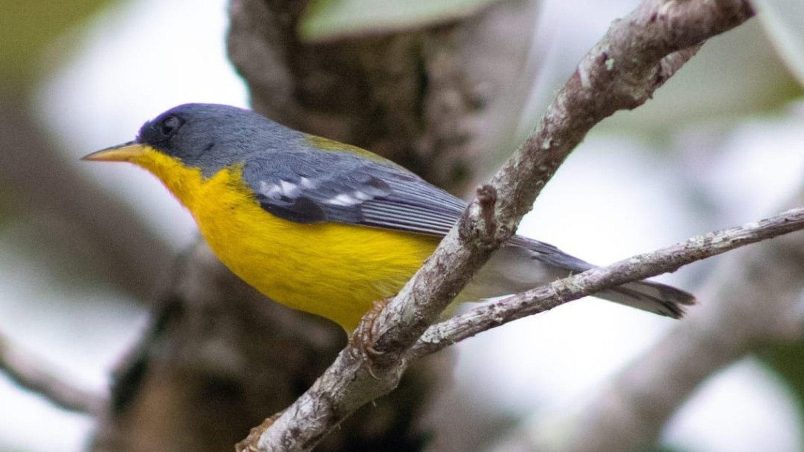 passarinhar_1_fabricio_vilela